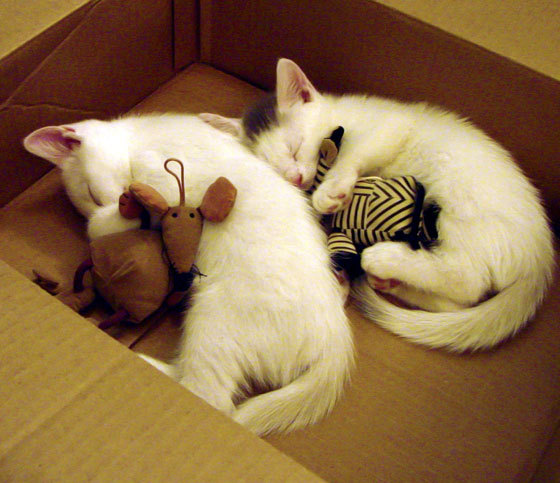 Leyu Sport下载-_从草根到职业：普通人也能实现网球梦想_，网球一个人怎么练