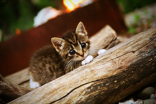 leyu乐鱼在线登录入口-_湖人复苏，迎来一波胜利潮_，湖人结束连败疯狂庆祝