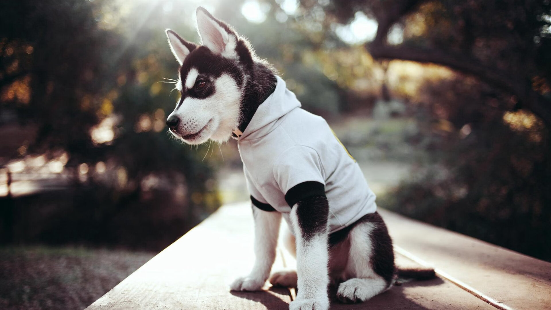 _湖人队士气高昂，向季后赛目标迈进_，湖人队v