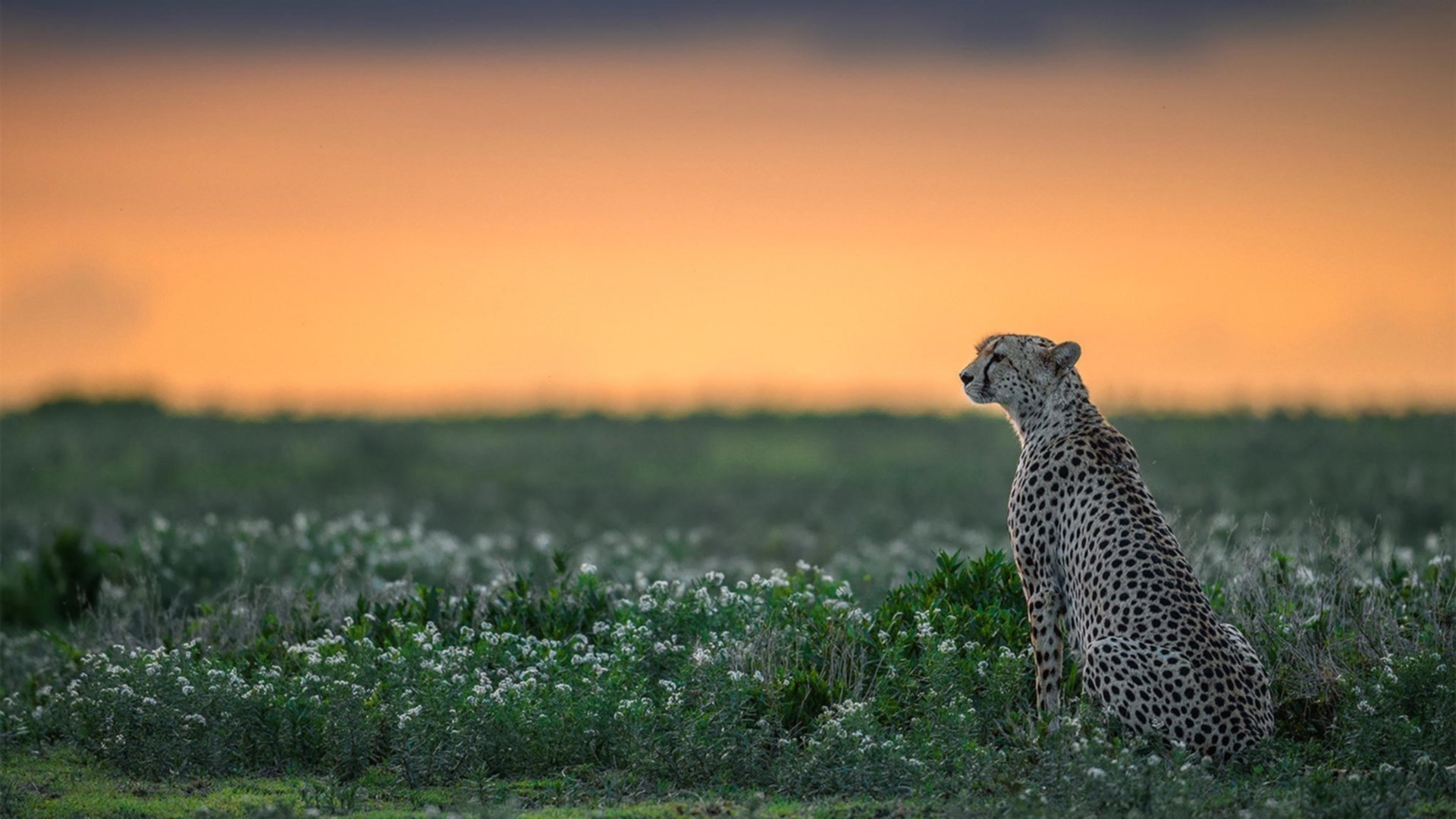 【训练复盘】奥沙利文:龙蛇变化中的攻守结合技巧,奥沙利文动作