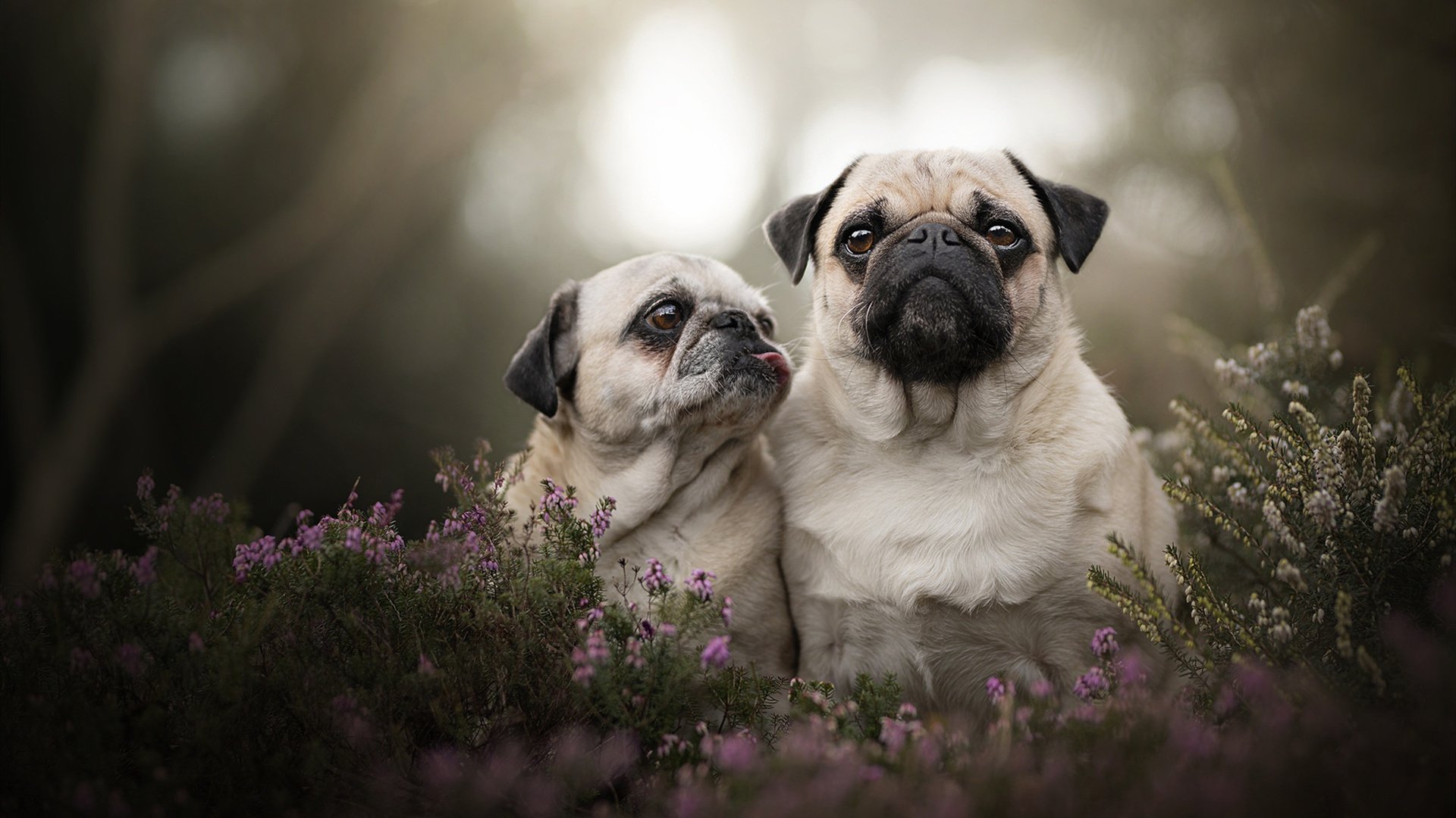 云南高原登山赛,体验不同气候的极限挑战,云南高原山地
