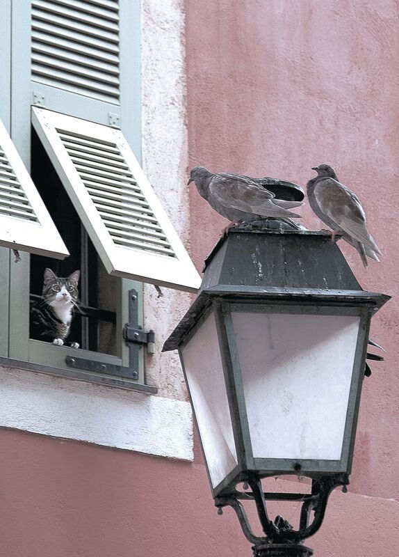 leyu乐鱼在线登录入口-科技新高度：虚拟现实带来沉浸式观赛新体验，虚拟现实技术体验馆