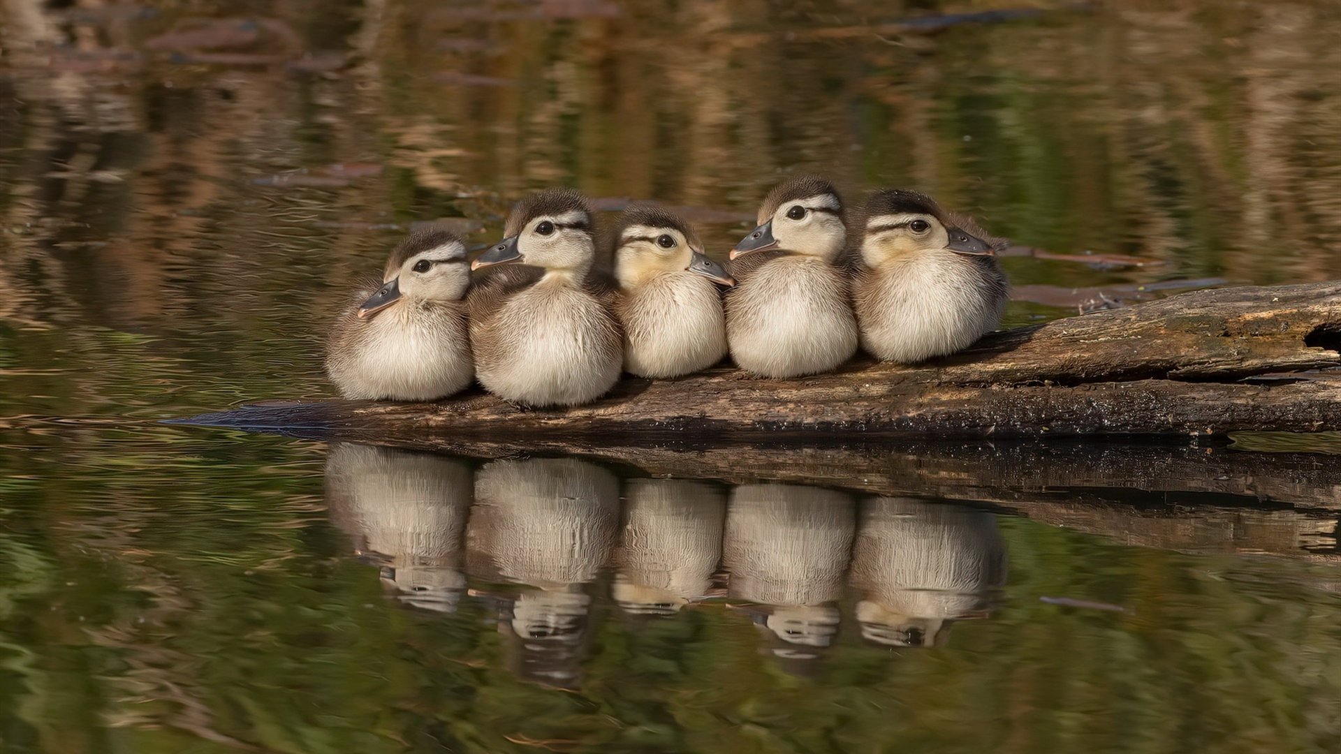 乐鱼体育平台app下载-老将带领奇才，稳扎稳打赢比赛
