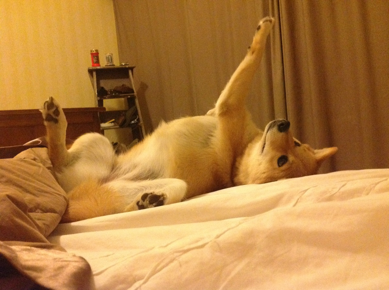 乐鱼体育登录-西甲：巴萨4-0完胜奥萨苏纳，莱万表现持续火热，西甲巴萨对莱万特集锦