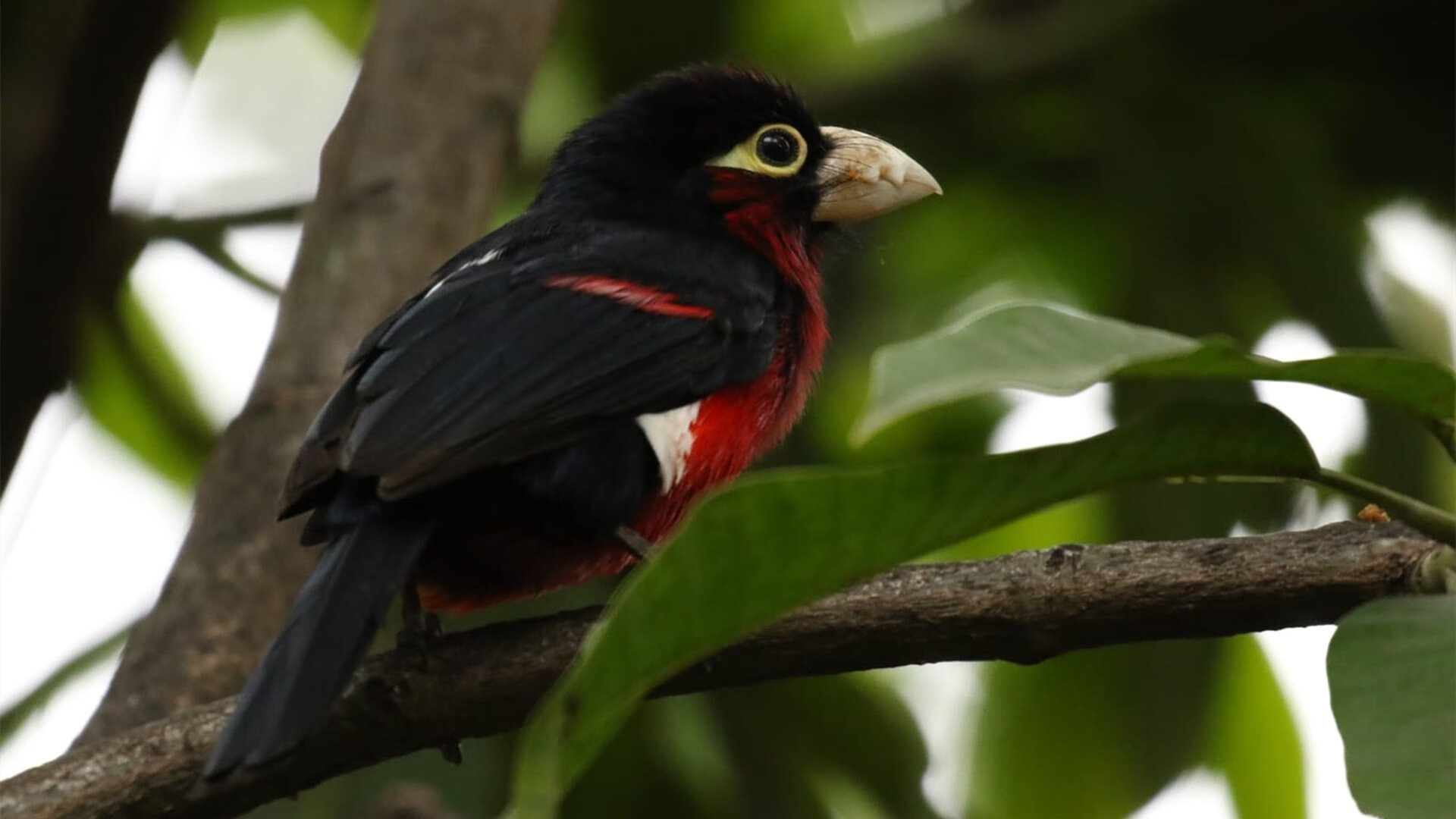 青少年“超级球星”选拔赛在北京激烈展开,培养本土明星,超级青少年是真是假