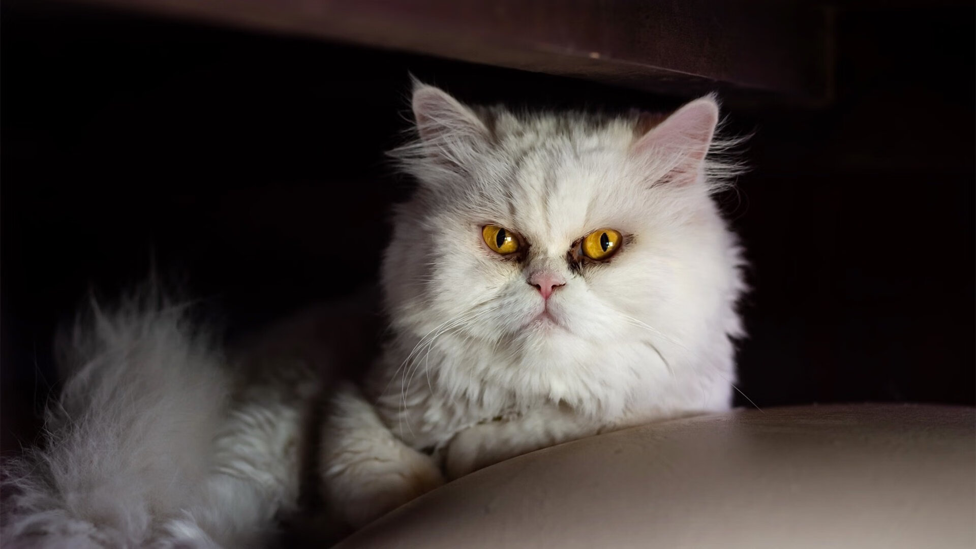 Leyu Sports (乐鱼体育)-国民队新赛季目标明确，国民队新赛季目标明确是什么