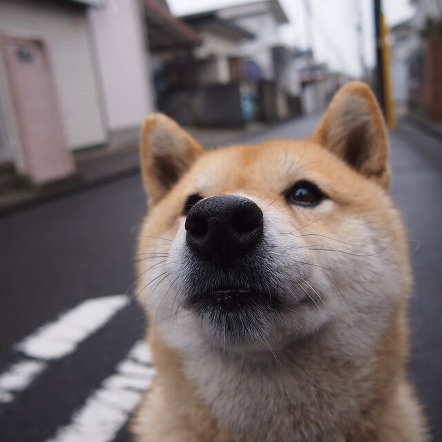 乐鱼娱乐app-广州龙狮球队战术执行日趋完善，中国广州龙狮队