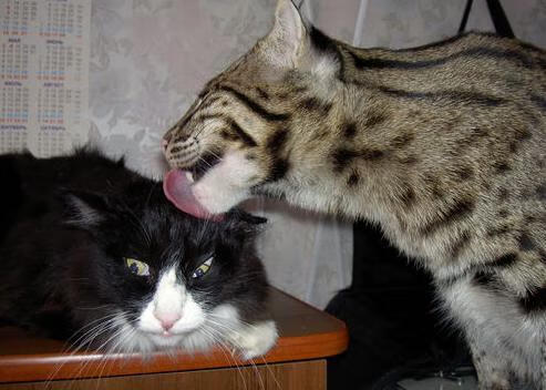 昂热击败对手，继续向法甲前四挺进，昂热对梅斯的比分预测