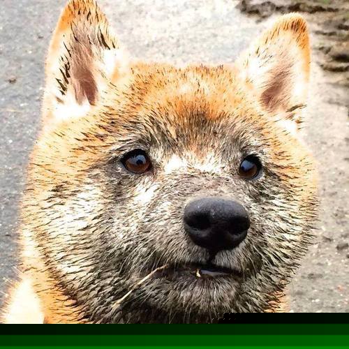 法国准备与葡萄牙进行世界杯预选赛的对决,法国对葡萄牙谁主场