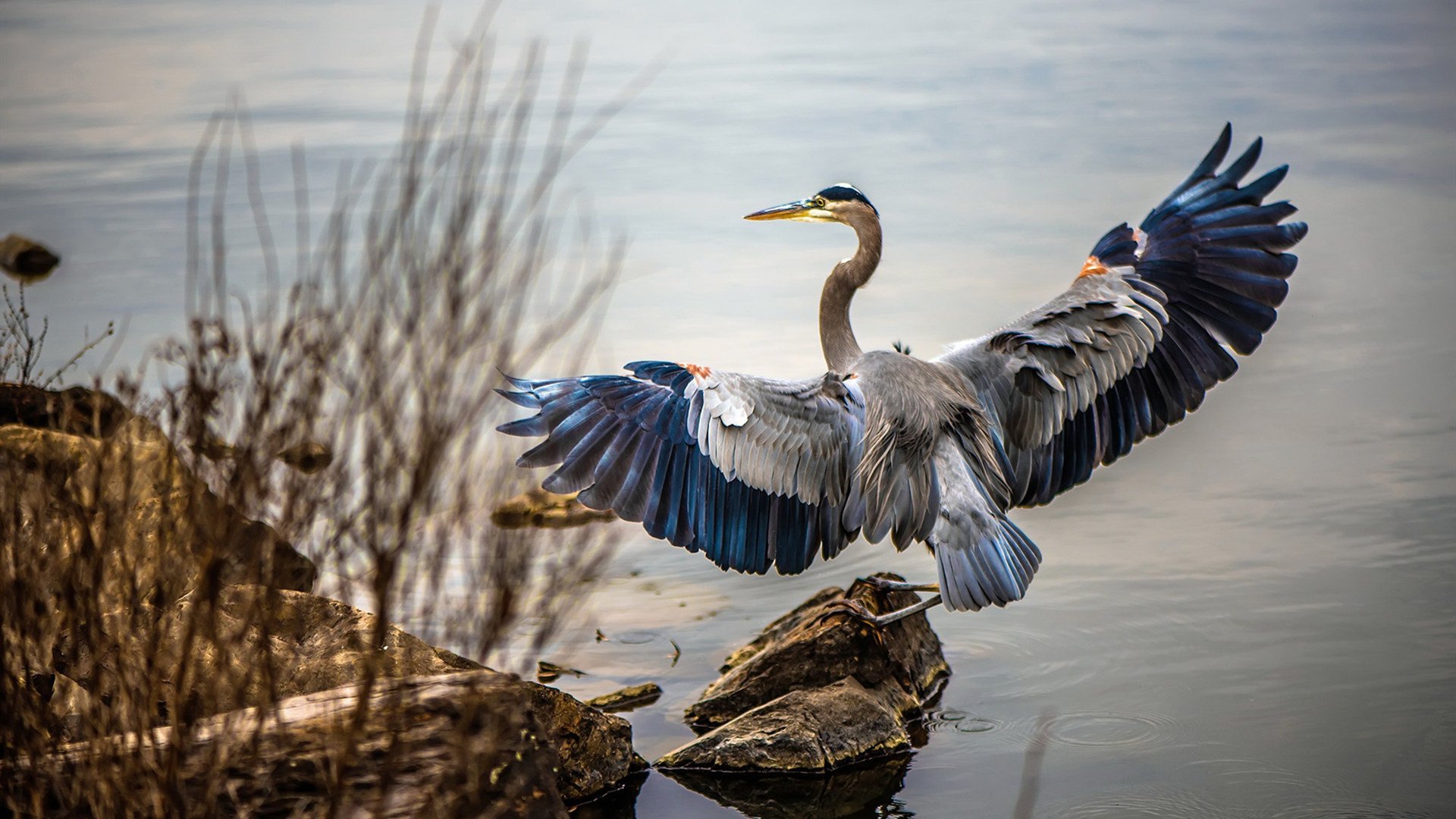 乐鱼电竞在线平台登录入口-美国队在巴黎奥运会比赛中展现出强大的个人突破能力，巴西奥运会美国队