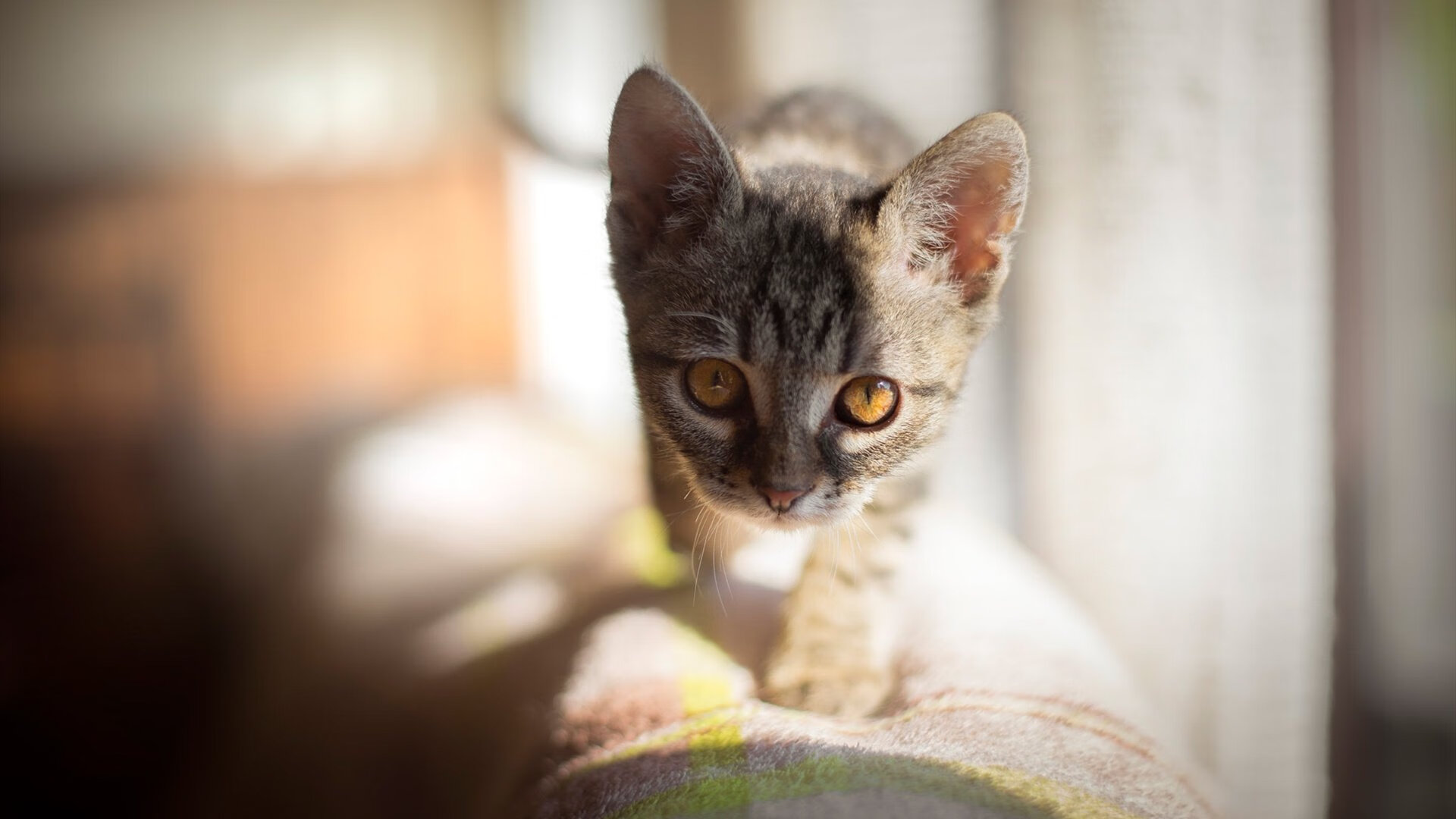 乐鱼电竞-霍芬海姆球队在比赛中展现出色的进攻体系，取得胜利，霍芬海姆球衣是哪个运动品牌