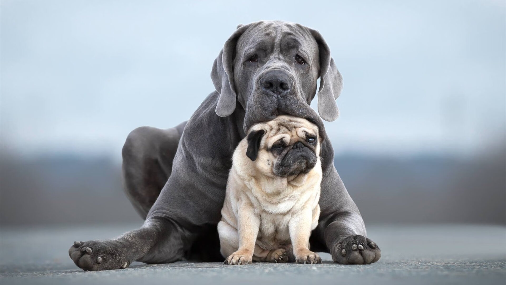 乐鱼app-体育教学资源信息平台建设研究，体育教学管理系统