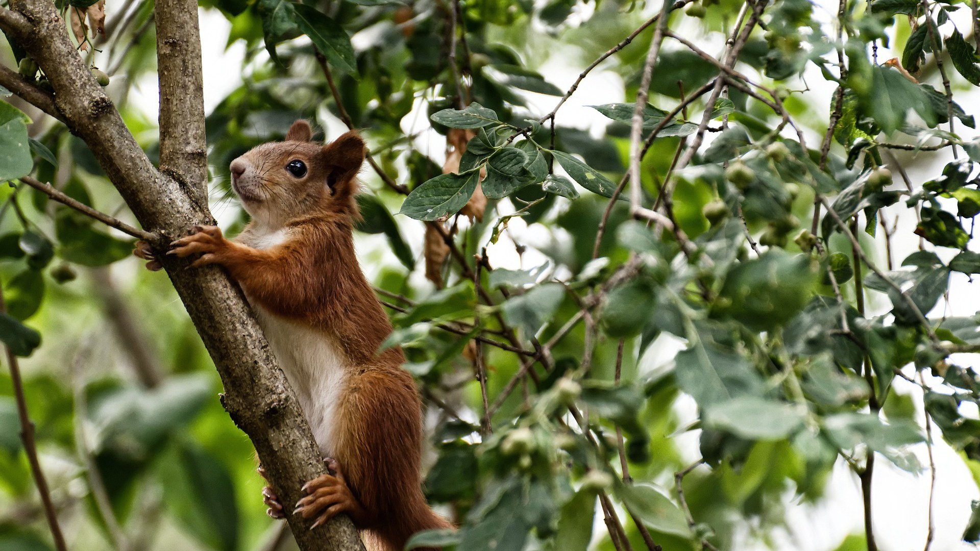 中超球队调整战术适应密集赛程，中超球队调整战术适应密集赛程是什么