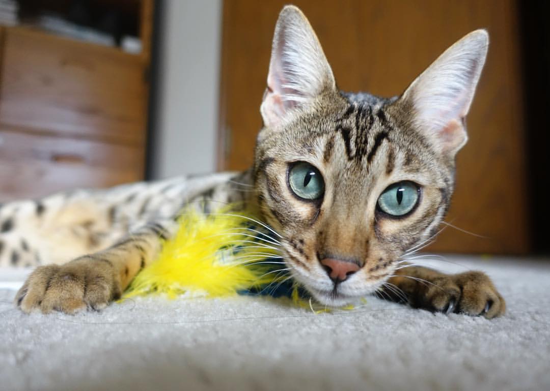 波兰队在国际乒联混合团体世界杯中的全面表现与成绩亮点,波兰国家队世界排名