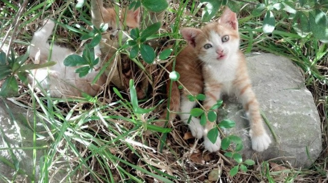 篮球场馆资源调配是否合理高效，篮球场馆的经营与管理