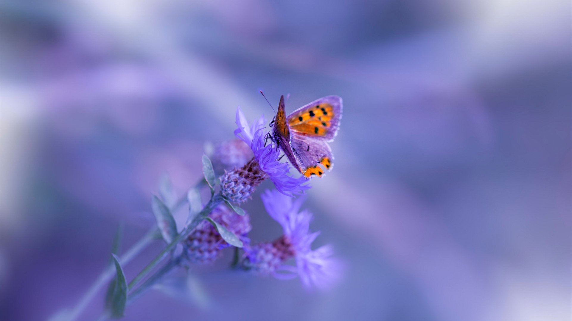 全球青少年足球巡展持续推进,点燃青少年运动热情,2021青少年足球比赛