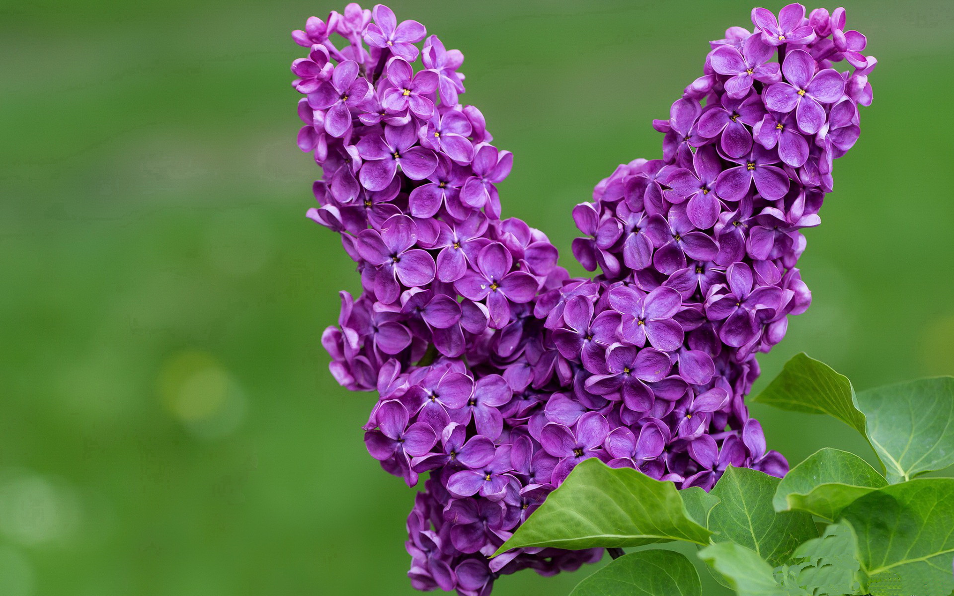 图穆亚突破防线，成为袋鼠队的关键攻击点