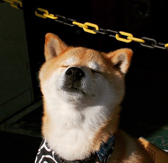 戴维·帕特森为袋鼠队注入战术活力,成功打破对方防线,佩特·戴维森