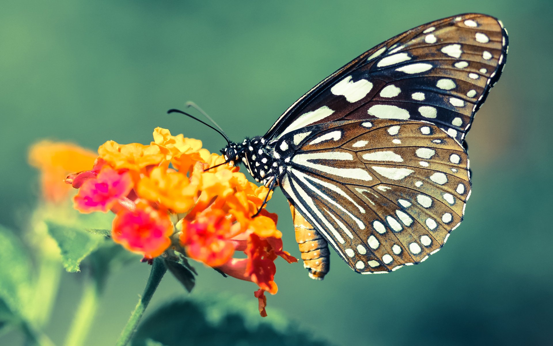 乐鱼官方登录入口-澳大利亚橄榄球赛事收视率创新高，全球关注度增加，澳式橄榄球比赛