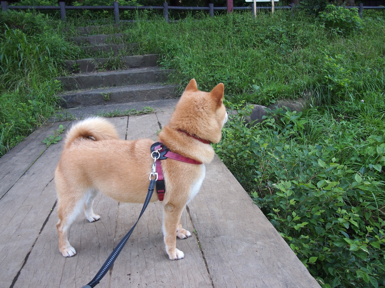 美洲杯明星演绎:拼搏、突破、荣耀!,美洲杯有哪些明星