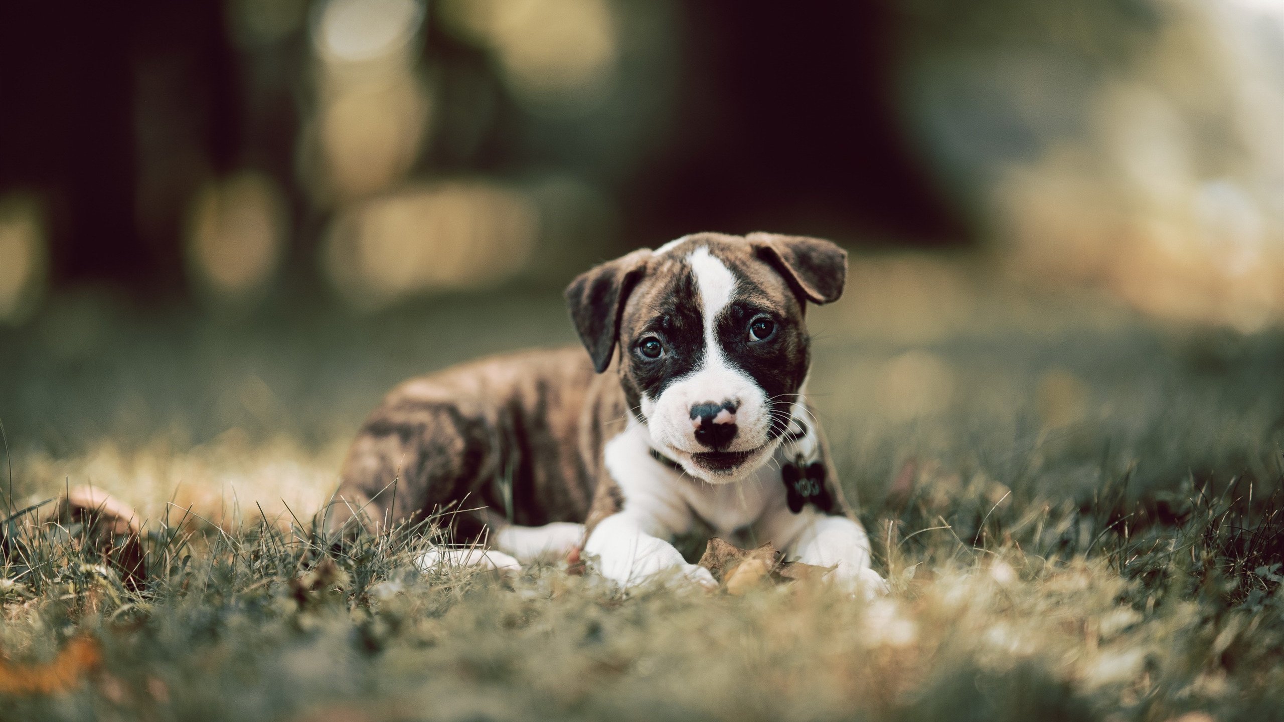 马修·图穆亚在橄榄球冠军锦标赛中展现强大进攻威胁,nfl马修